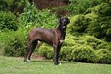 DOGUE ALLEMAND 832